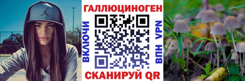 KRAKEN   Сокол  Галлюциногенные грибы Psilocybe 