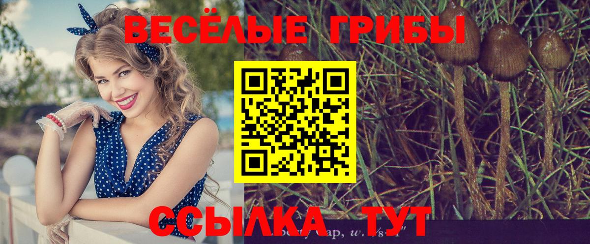 Галлюциногенные грибы GOLDEN TEACHER Сокол